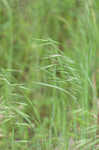 Field brome